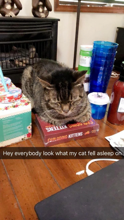 Cat sleeps on "Exploding Kittens" game box, captioned, "Hey everybody look what my cat fell asleep on"